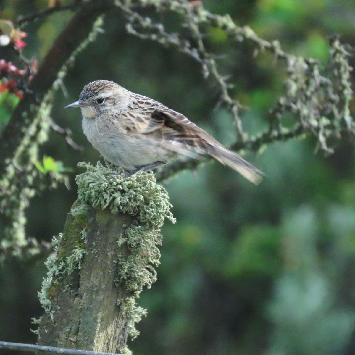 Austral Canastero - ML646001566