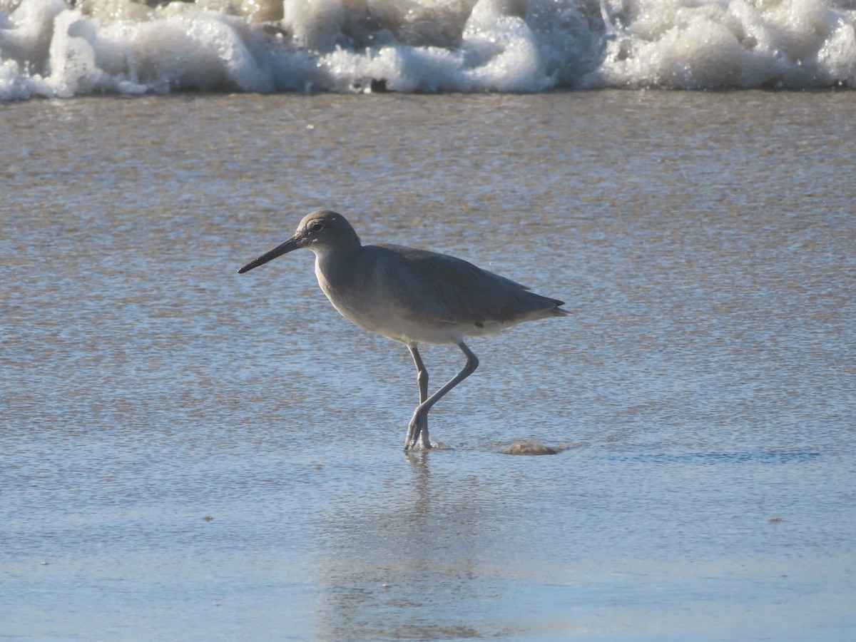 Piro piro semipalmato - ML646001567