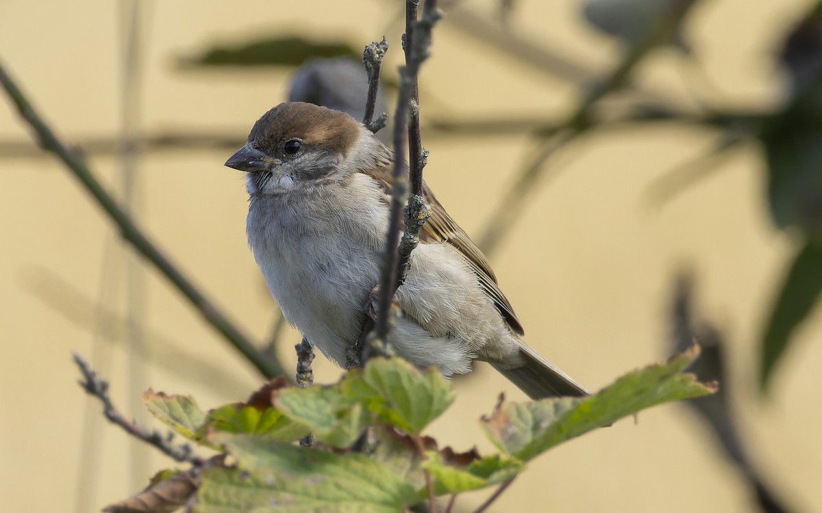 Ağaç Serçesi - ML646001568