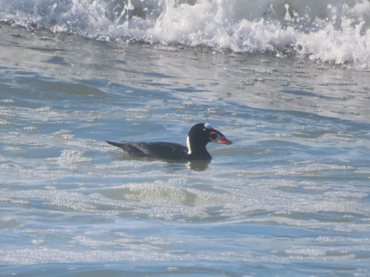 Surf Scoter - ML646001585