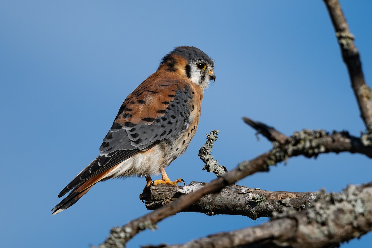 American Kestrel - ML646001612