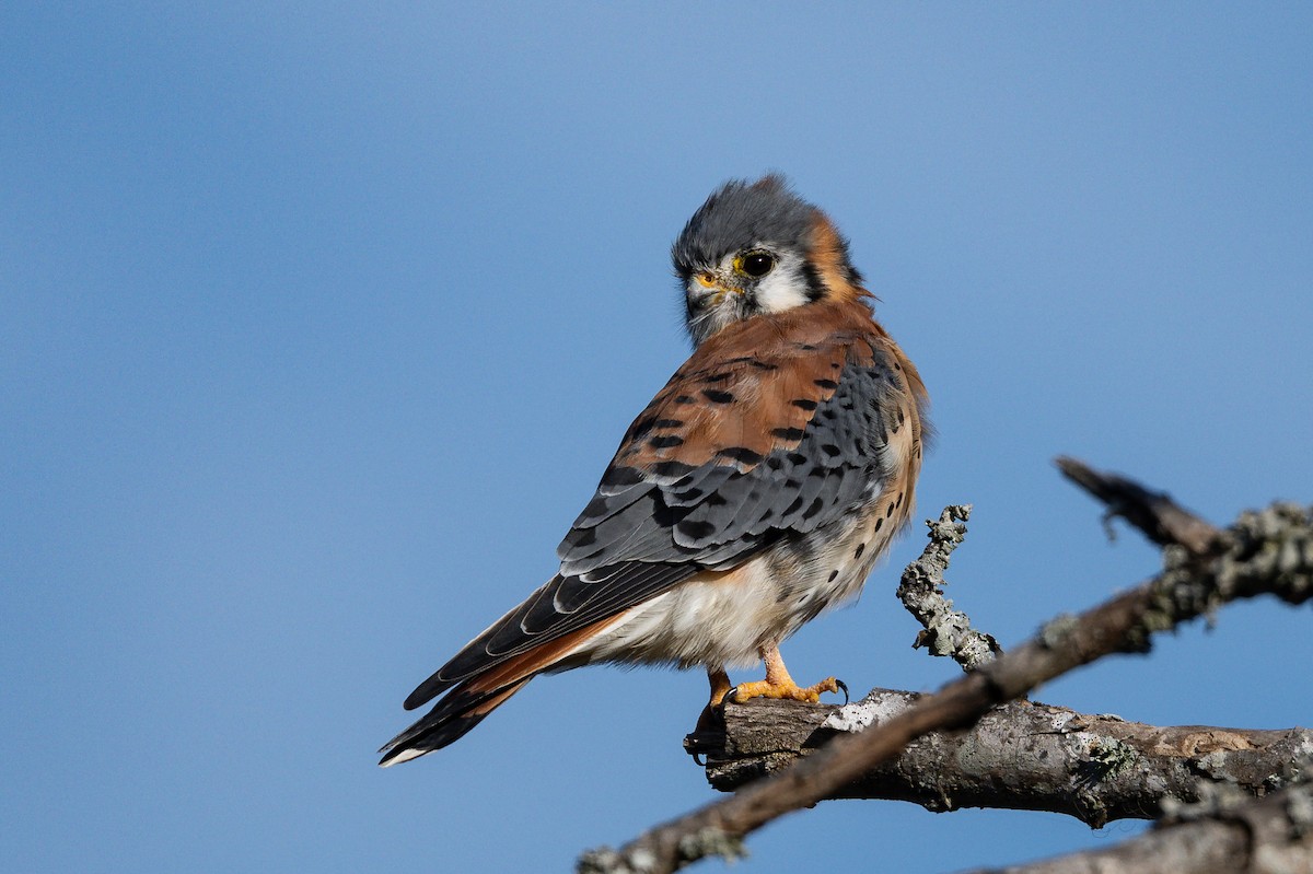 American Kestrel - ML646001613