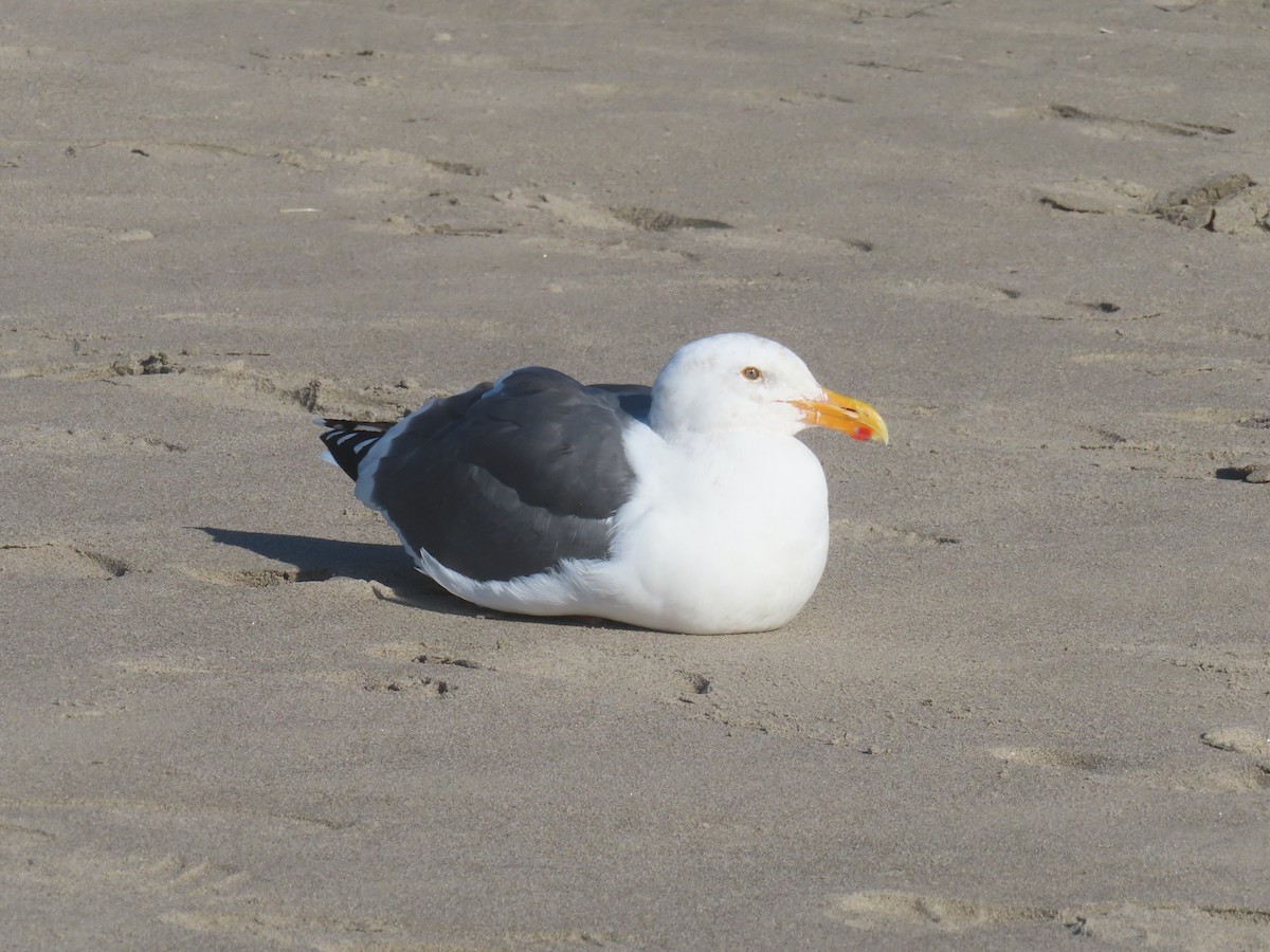 Western Gull - ML646001614