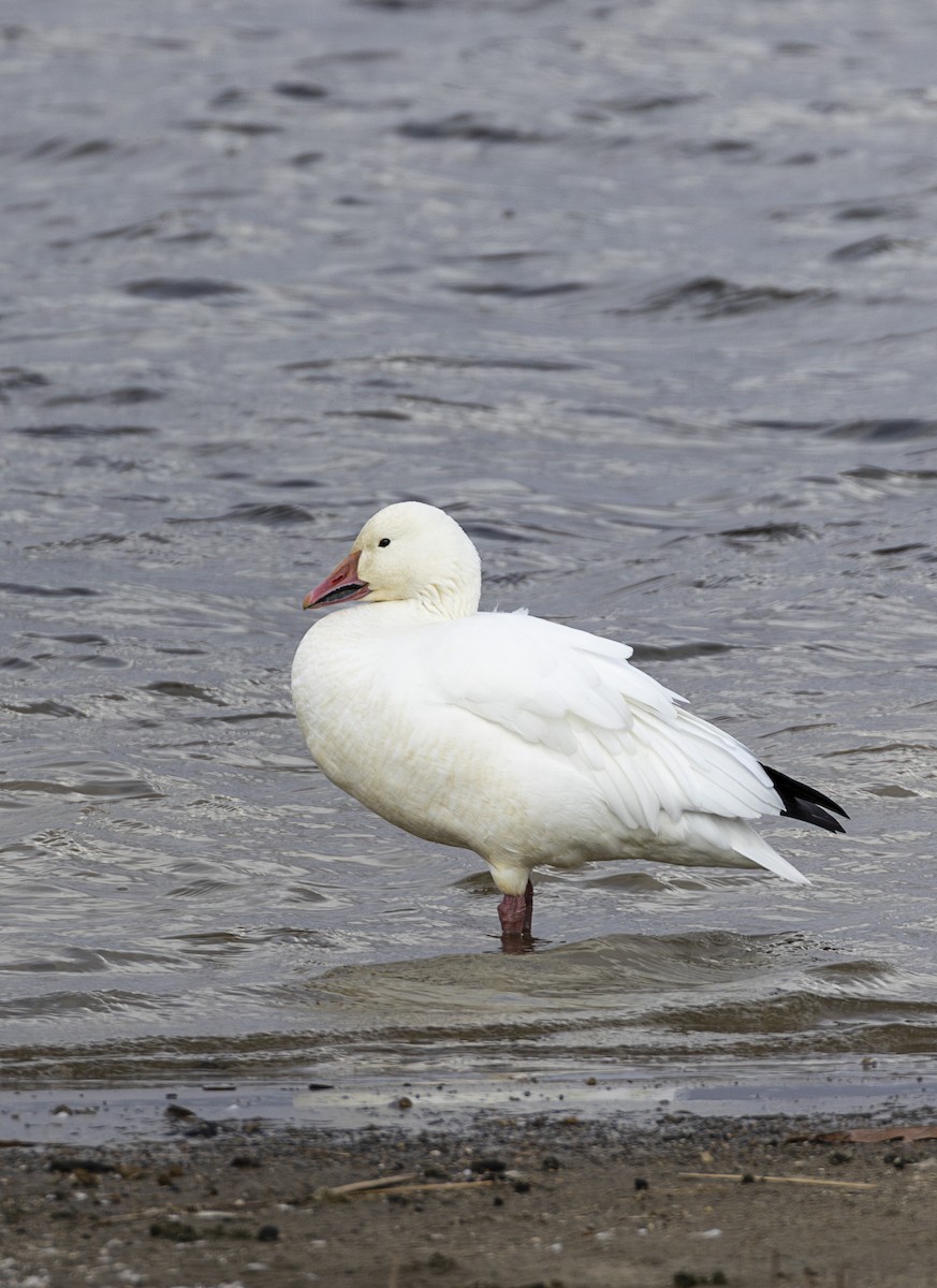 Snow Goose - ML646001615