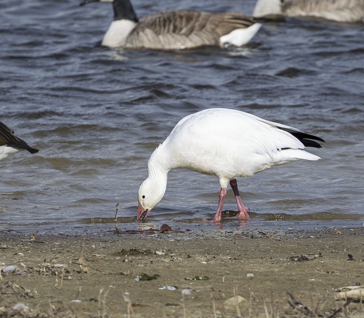 Snow Goose - ML646001616