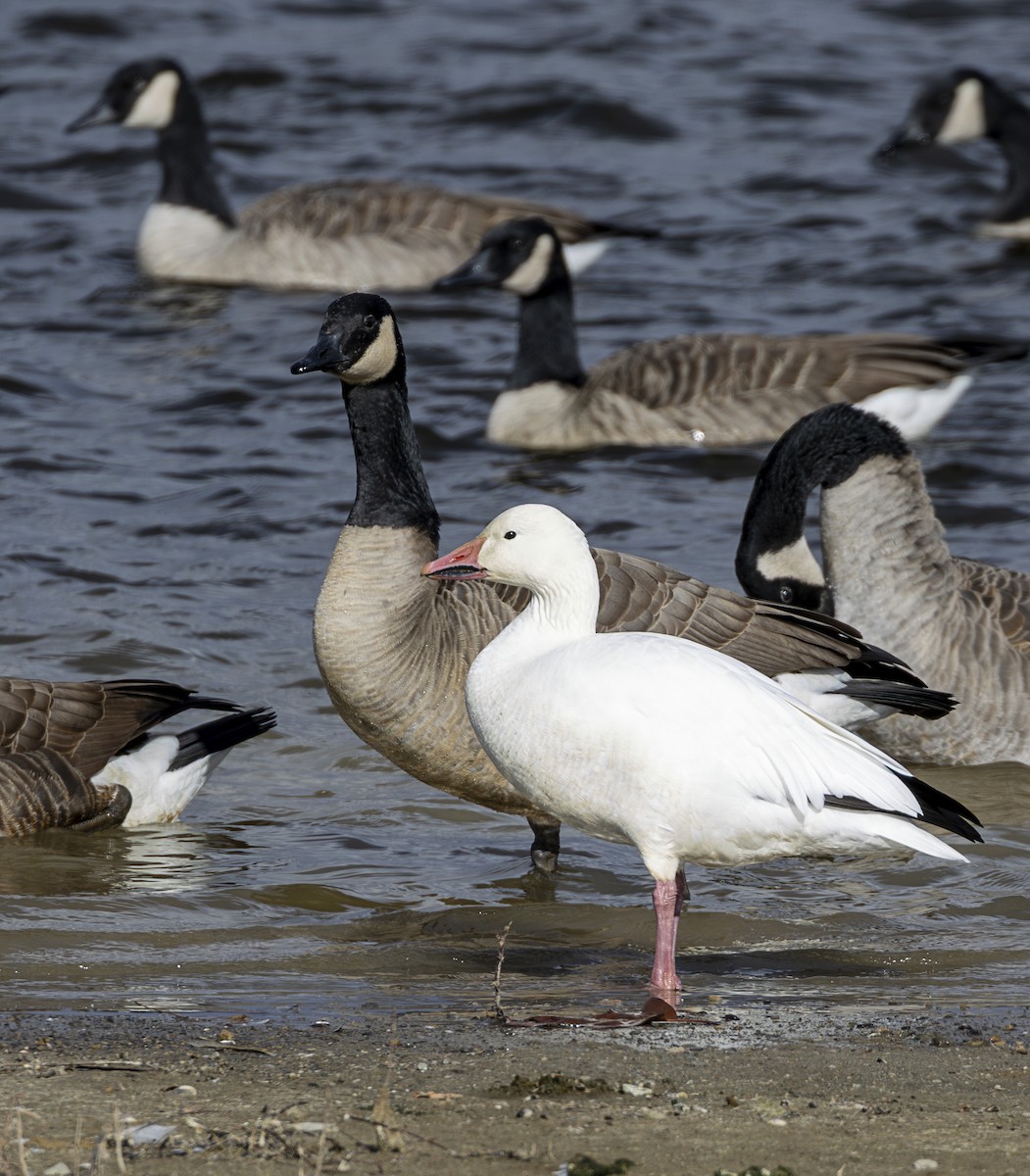 Snow Goose - ML646001617