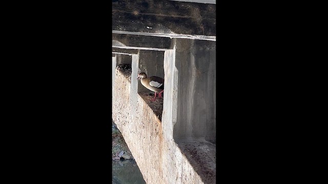 Egyptian Goose - ML646001620