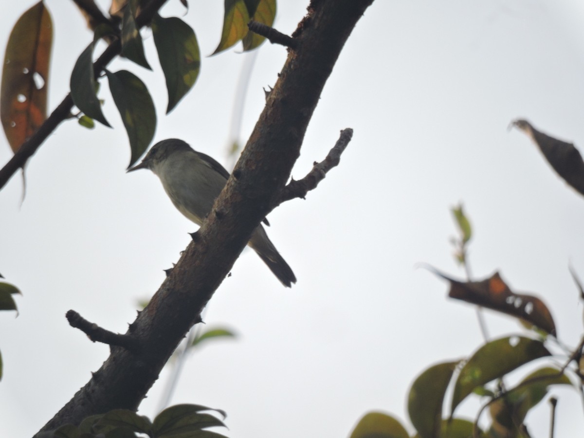 Blyth's Reed Warbler - ML646001622