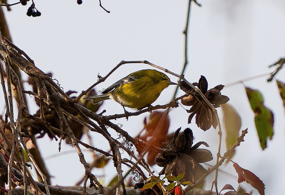 Kiefernwaldsänger - ML646001623