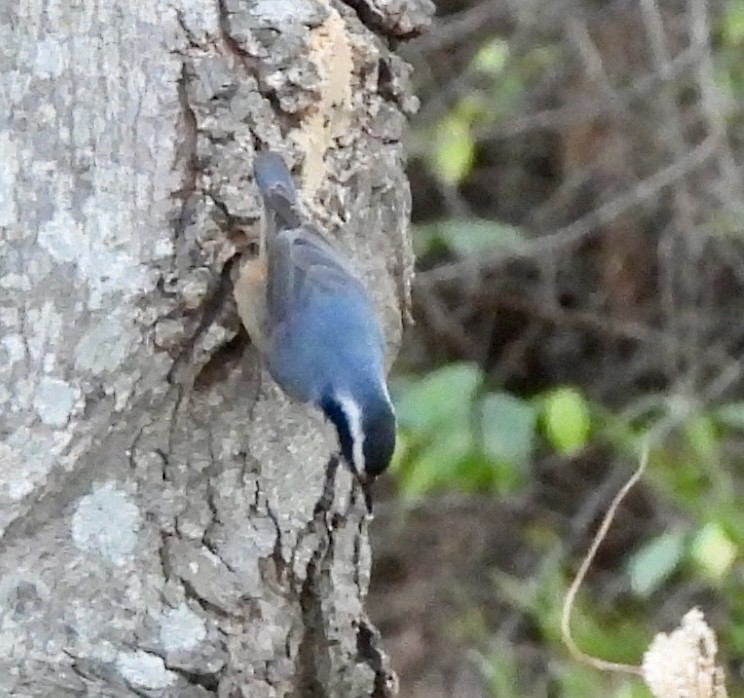 Red-breasted Nuthatch - ML646001625