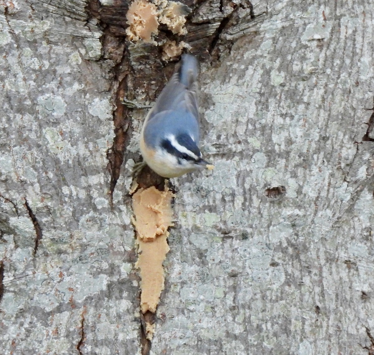 Red-breasted Nuthatch - ML646001626