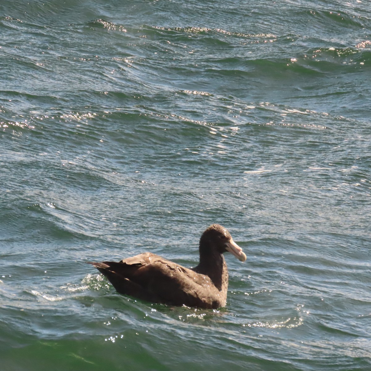 Southern Giant-Petrel - ML646001627