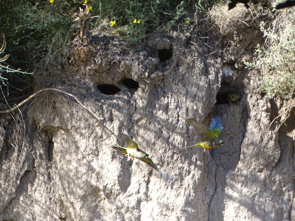 Burrowing Parakeet - ML646001628