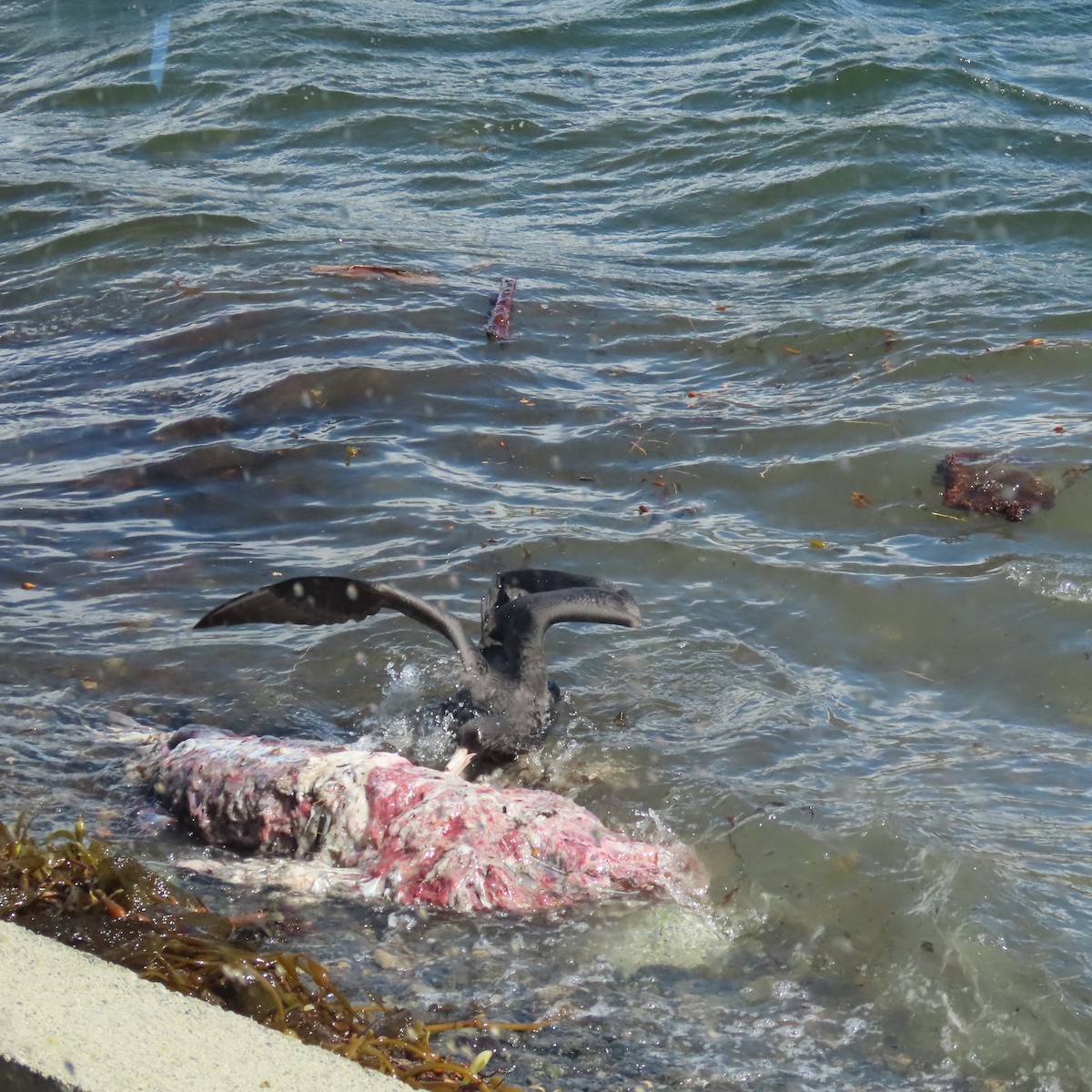 Southern Giant-Petrel - ML646001629