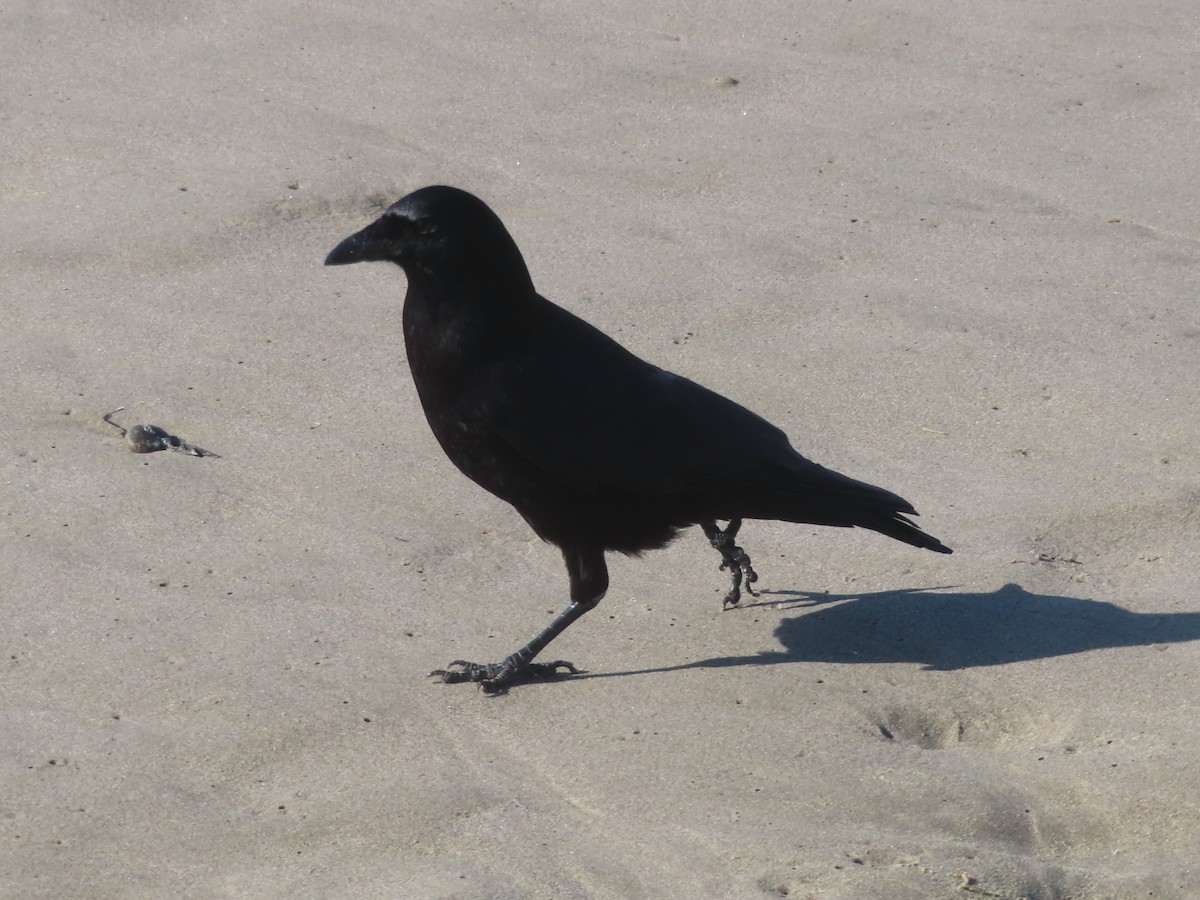 American Crow - ML646001635