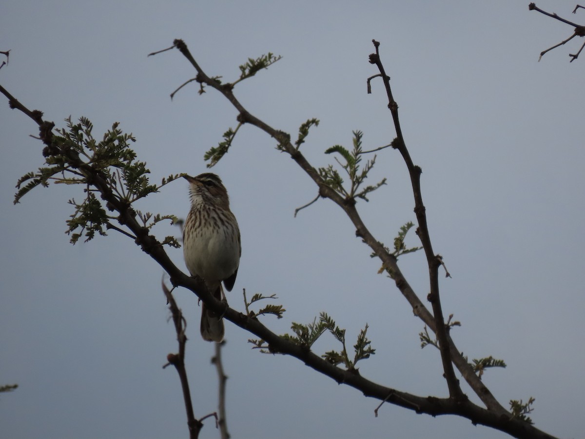 White-browed Scrub-Robin - ML646001636