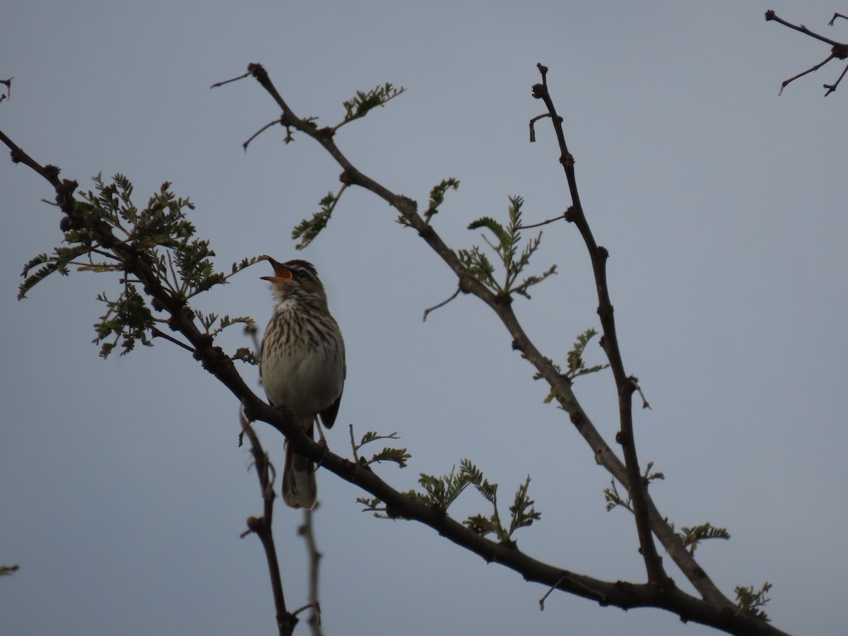 White-browed Scrub-Robin - ML646001637