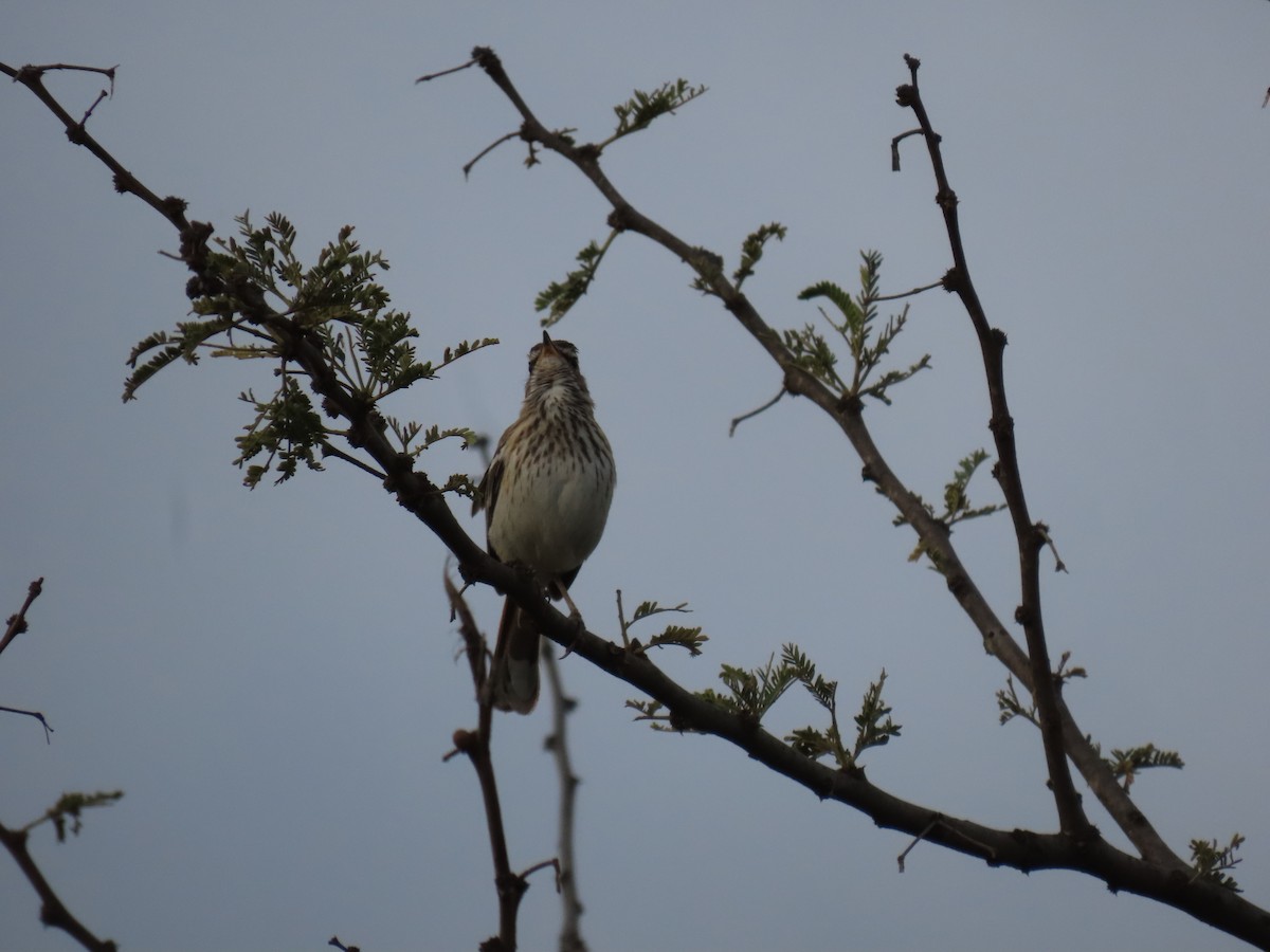White-browed Scrub-Robin - ML646001638