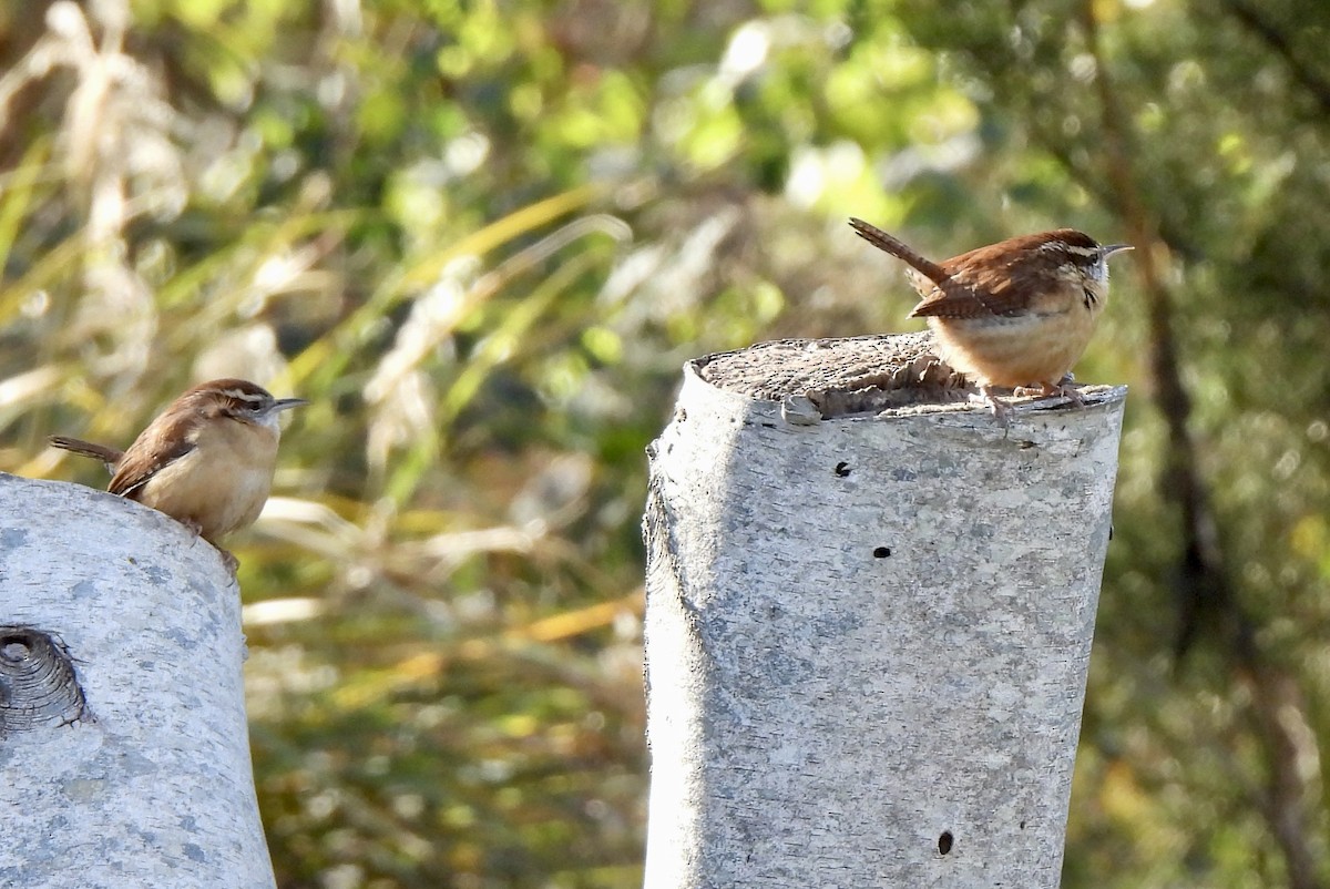 Carolina Wren - ML646001649