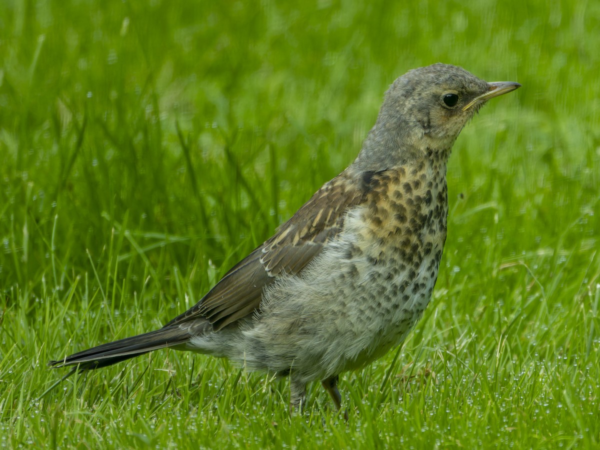 Fieldfare - ML646001651