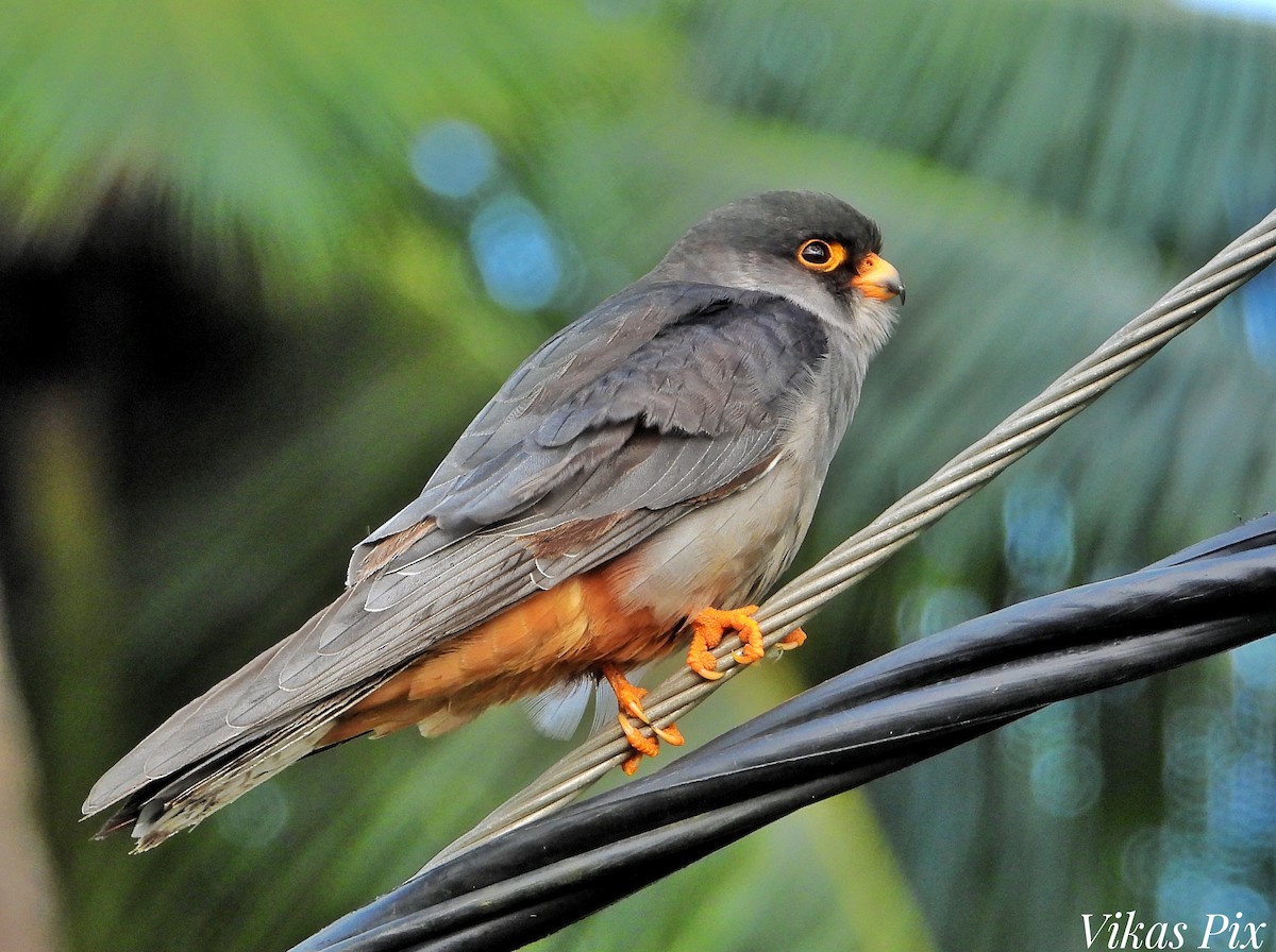 紅腳隼 - ML646001652