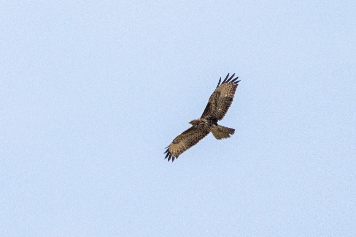 Common Buzzard - ML646001657
