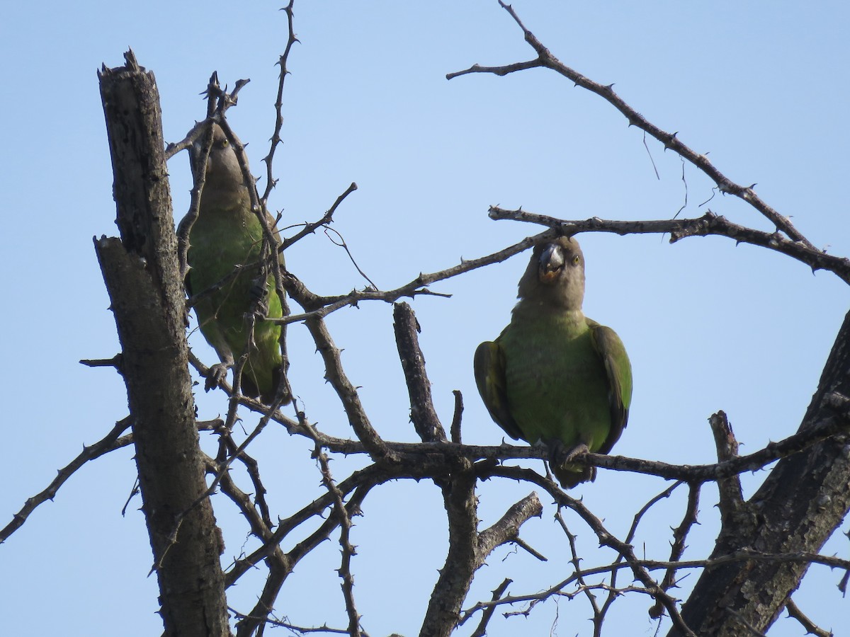 Brown-headed Parrot - ML646001661