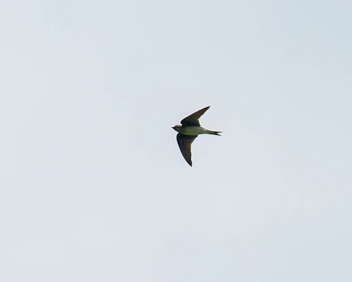 swallow sp. - ML646001670