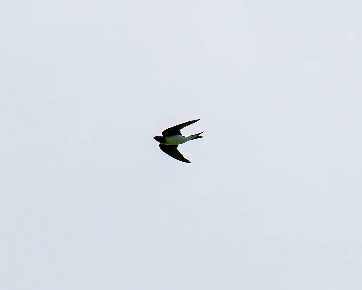 swallow sp. - ML646001671