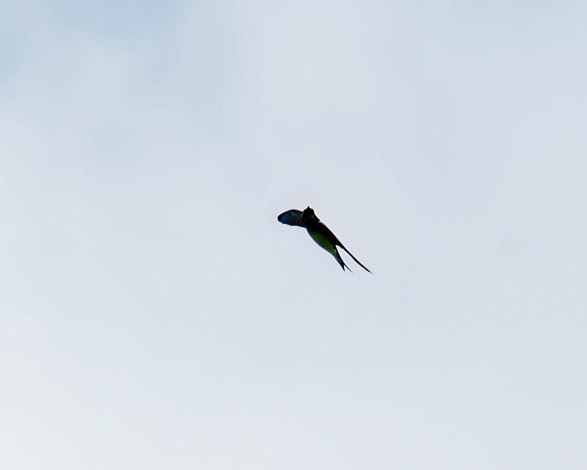 swallow sp. - ML646001672