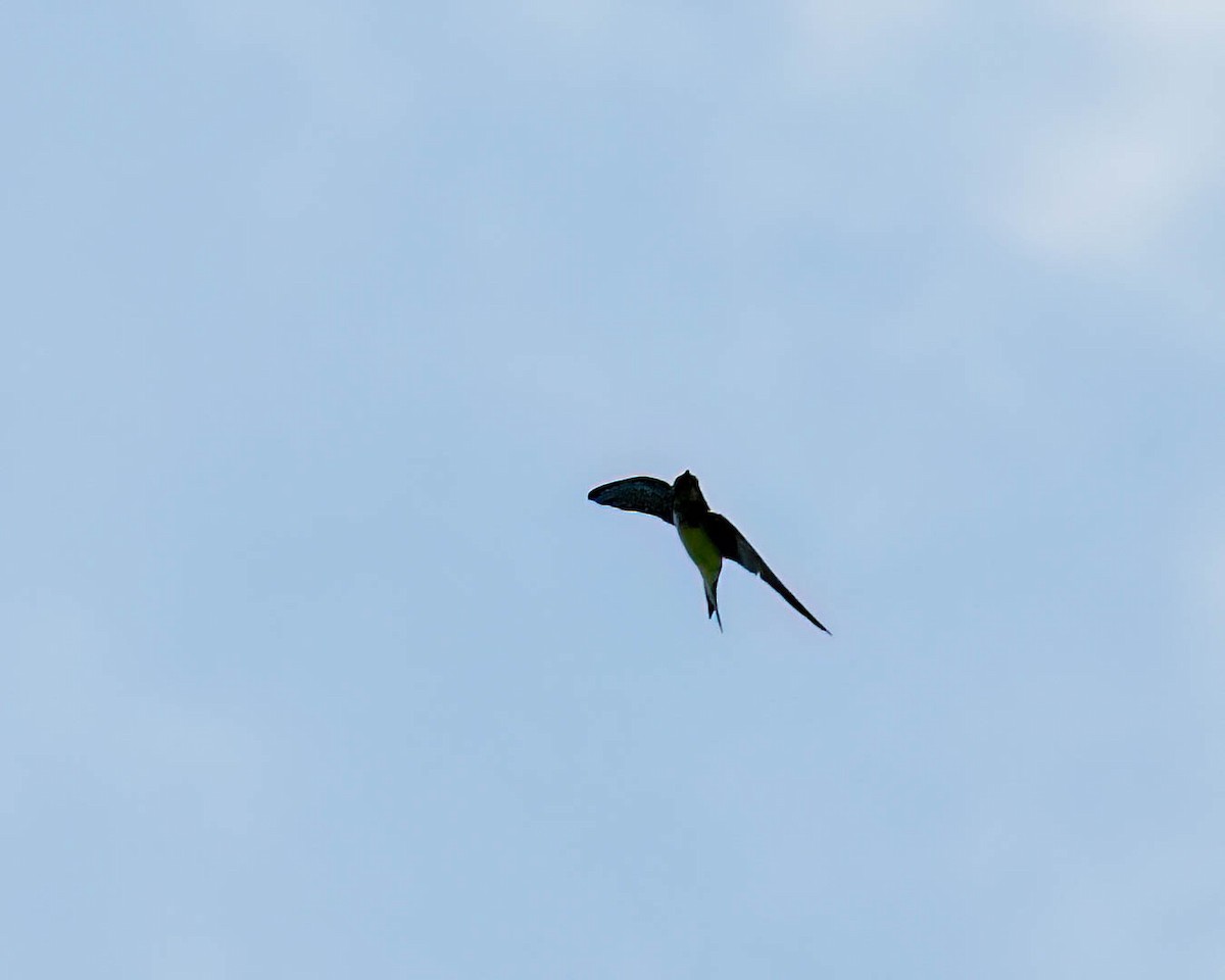 swallow sp. - ML646001673