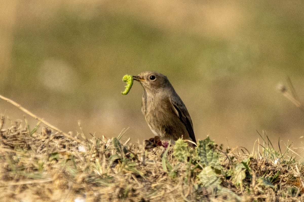 Black Redstart - ML646001692