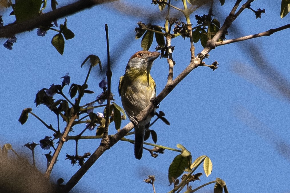 Віреон рудобровий - ML646001693