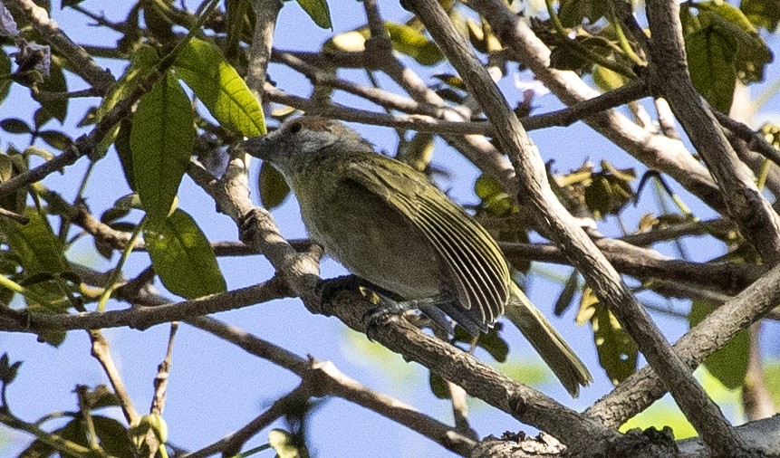Віреон рудобровий - ML646001694