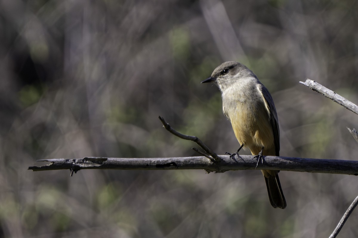 Say's Phoebe - ML646001695