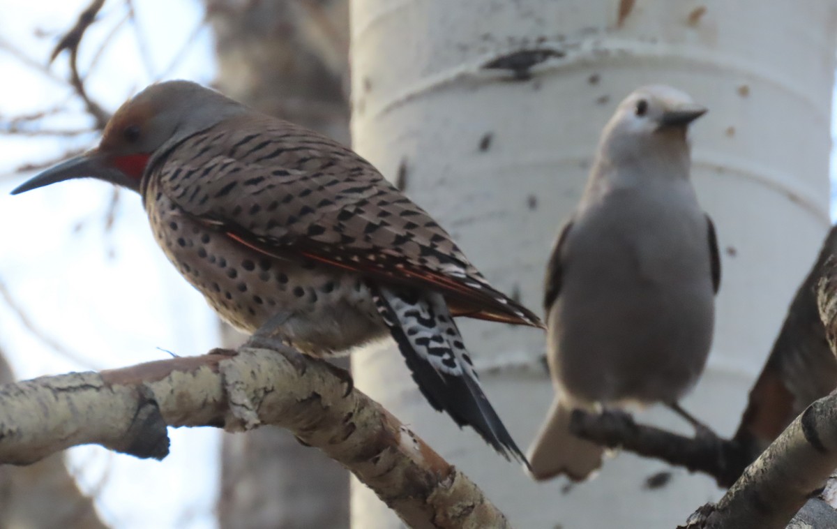 Clark's Nutcracker - ML646001696
