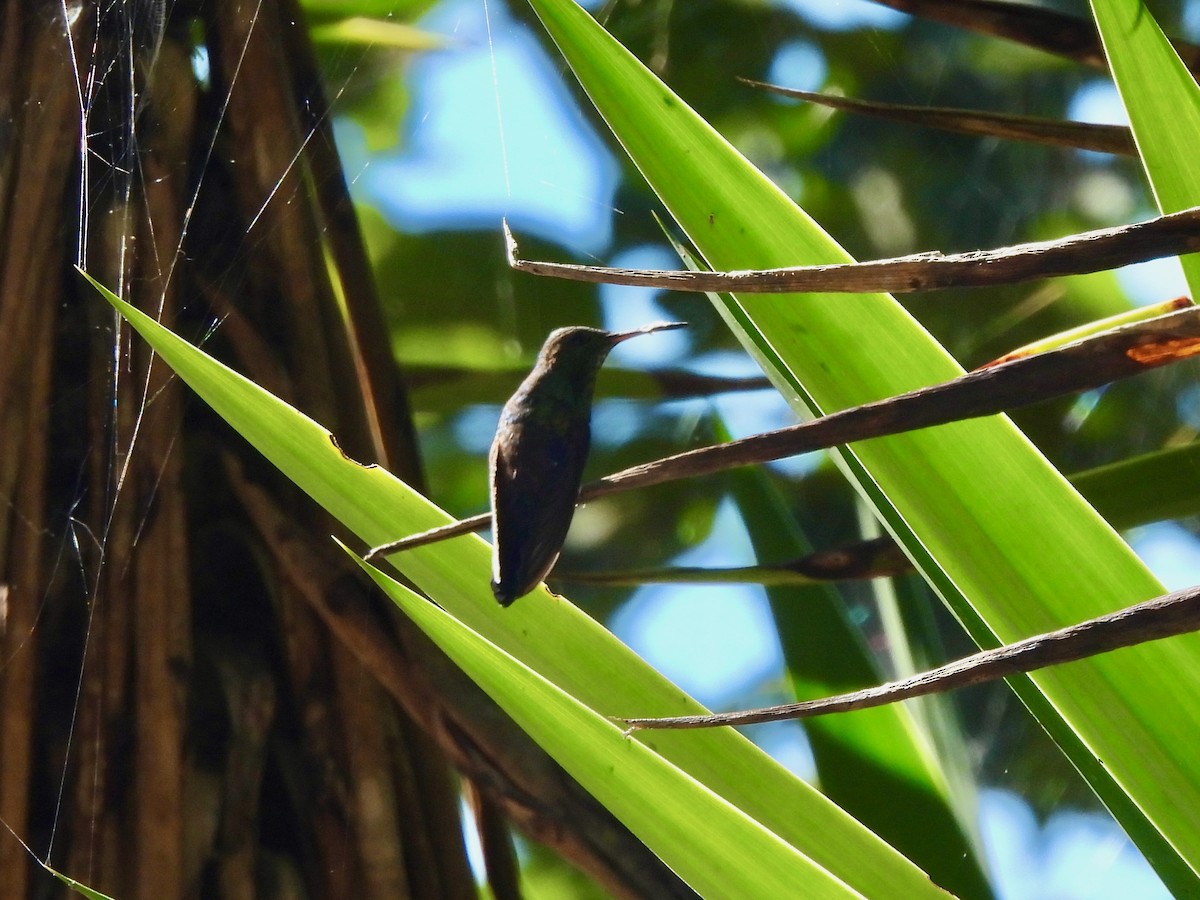 Ruby-throated Hummingbird - ML646001703