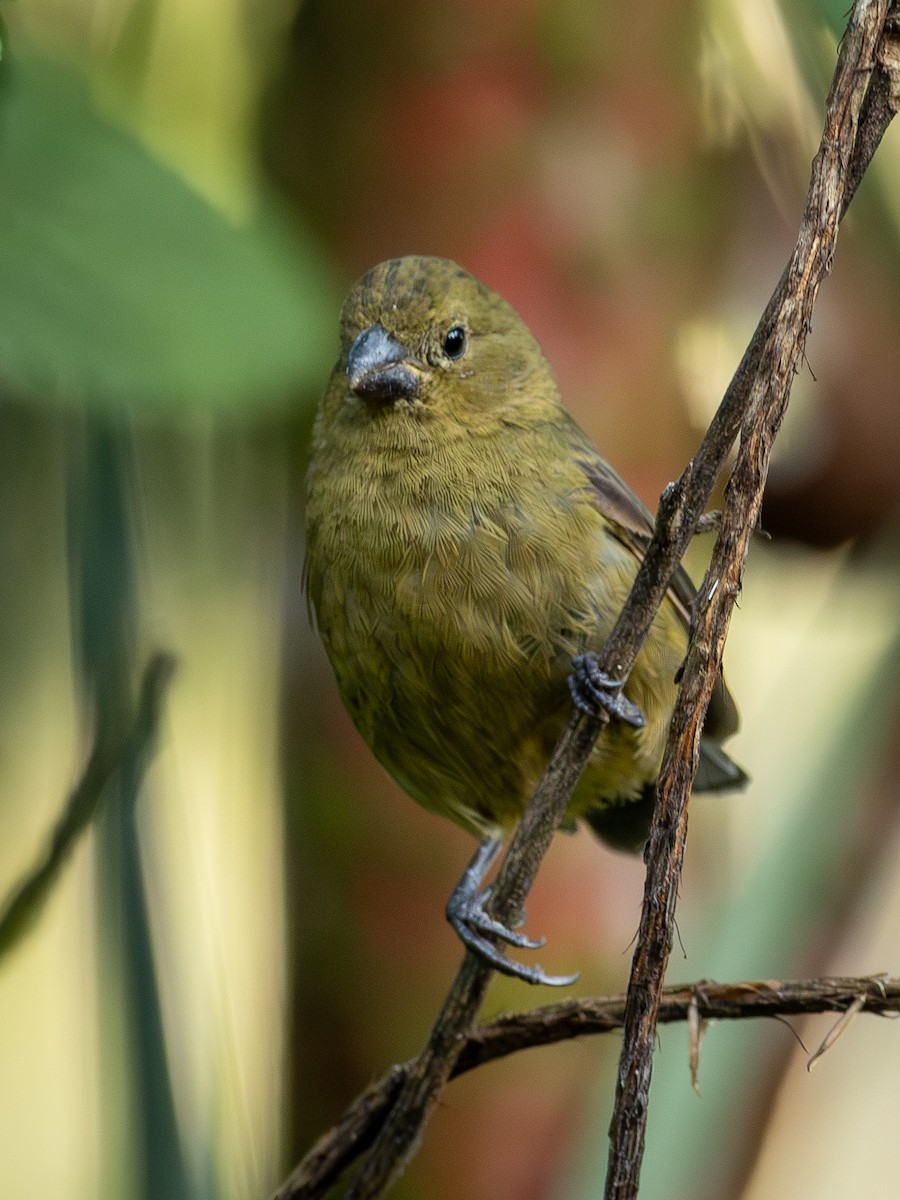 Variable Seedeater - ML646001705