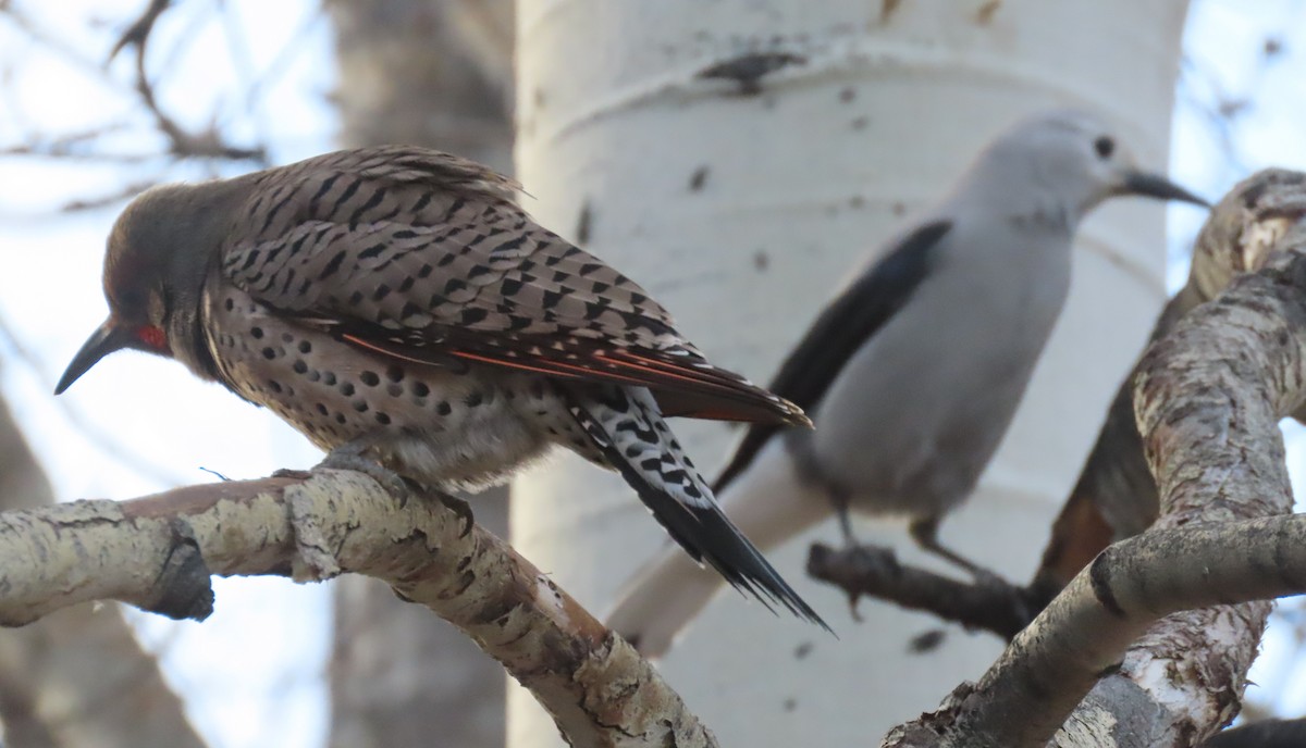 Clark's Nutcracker - ML646001706