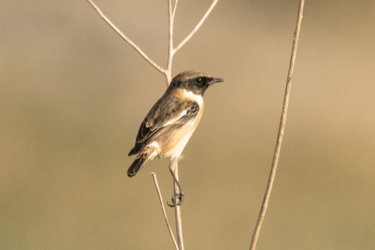 European Stonechat - ML646001711