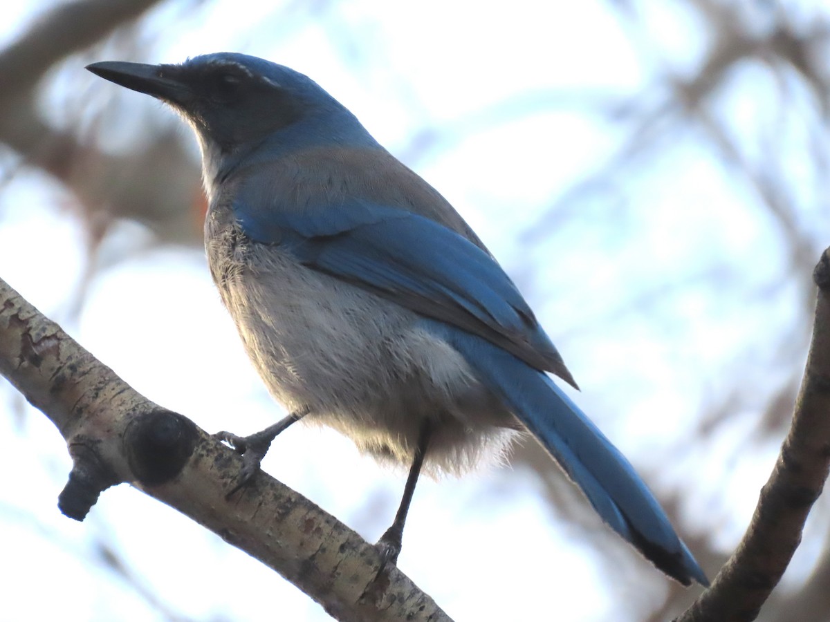 Woodhouse's Scrub-Jay - ML646001720