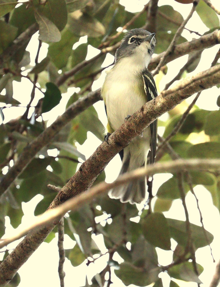 Blue-headed Vireo - ML646001722