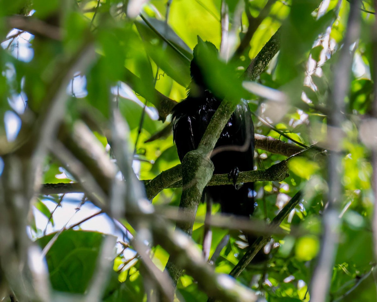 passerine sp. - ML646001723