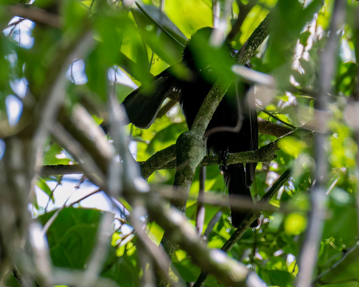 passerine sp. - ML646001724