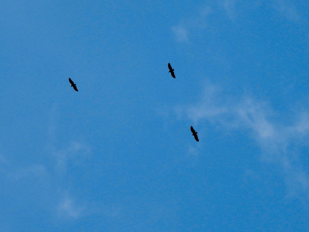 Black Vulture - ML646001725