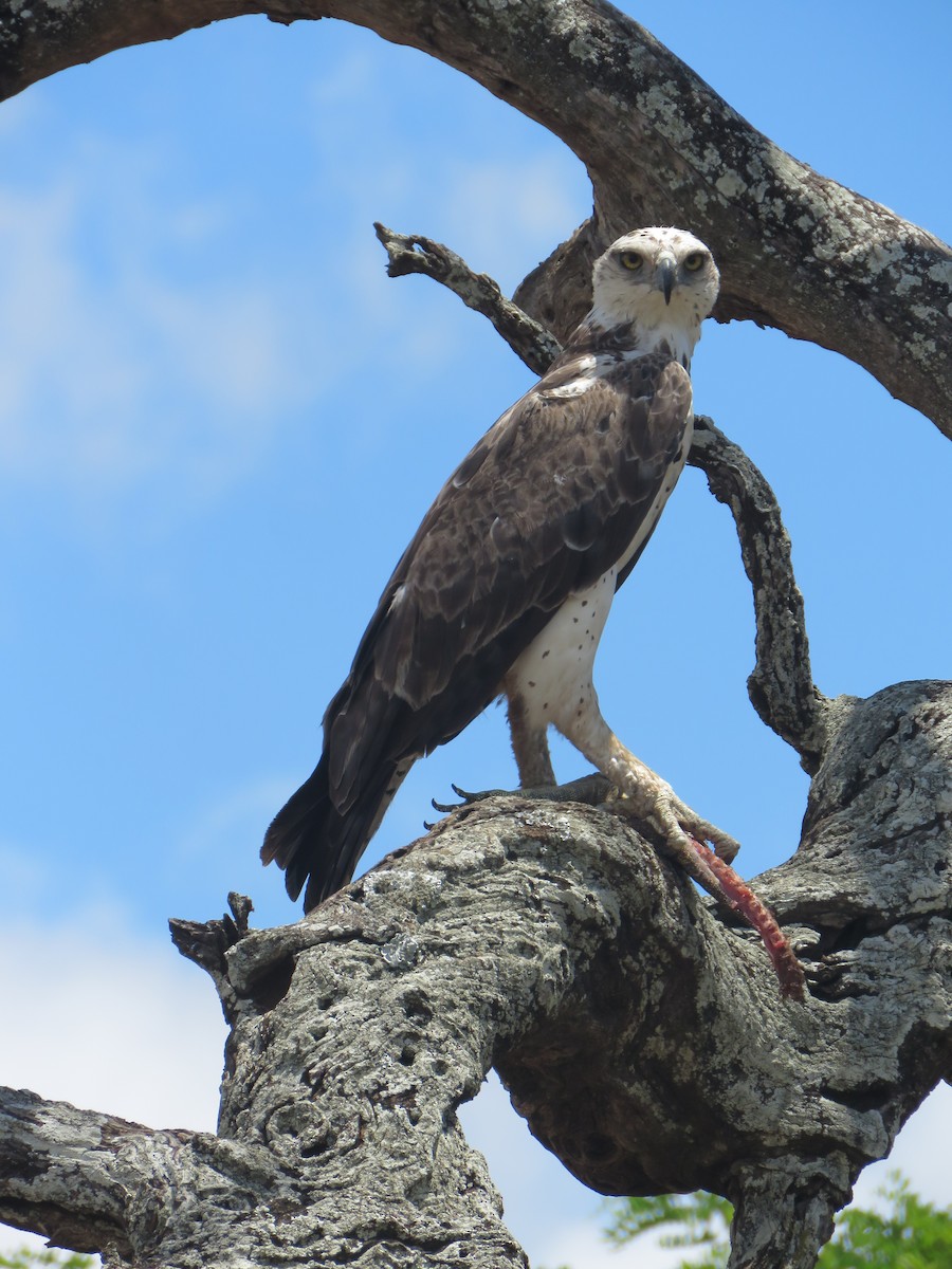 Martial Eagle - ML646001726