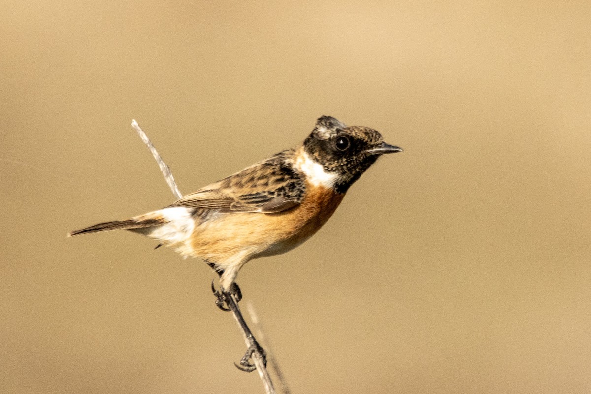 European Stonechat - ML646001730