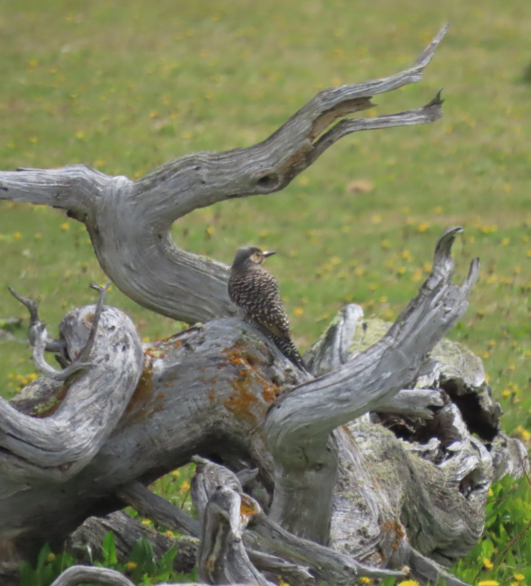 Chilean Flicker - ML646001731