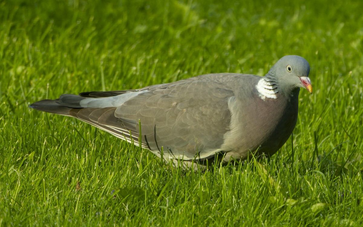 Common Wood-Pigeon - ML646001734