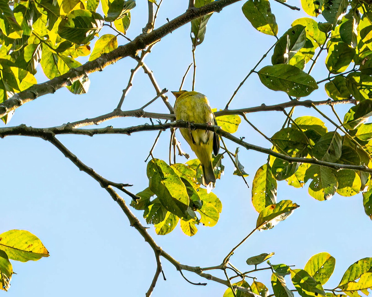 passerine sp. - ML646001735